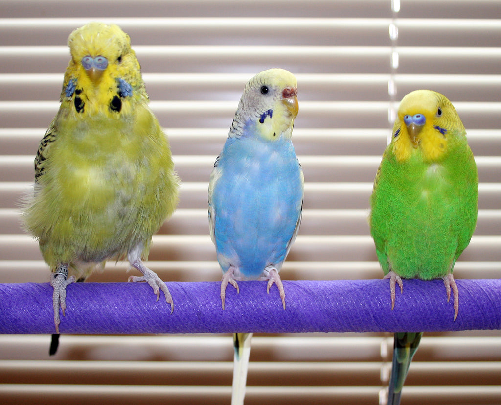 English Budgies & Parakeets Care Guide, Size & Lifespan