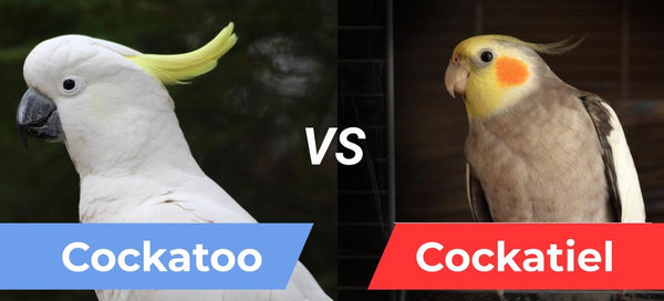 Cockatoo cheap and cockatiel