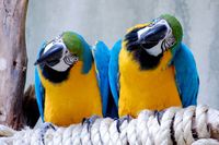 4 Fun Facts About Macaws and How to Raise a Healthy Macaw