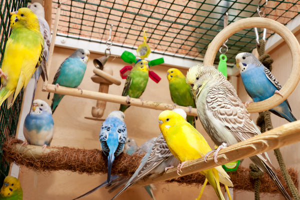 Colorful store pet birds